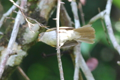 Rubigula erythropthalmos