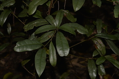 Beilschmiedia elliptica