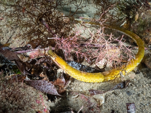 Ringback pipefish (Stipecampus cristatus) — Syngnathidae — 2