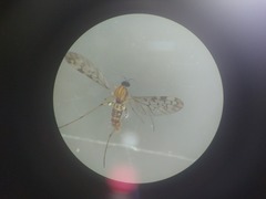 Sylvicola marmoratus