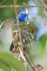 Black-Naped Monarch photo 6
