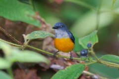 Dicaeum trigonostigma