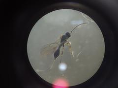 Belytinae
