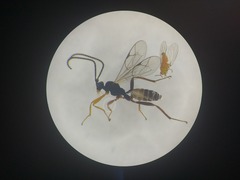 Orthocentrinae
