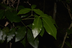 Bouchardatia neurococca