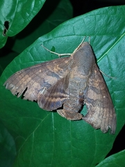 Pachygonidia