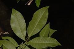 Bouchardatia neurococca