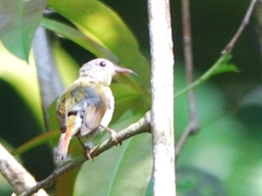 Aethopyga temminckii