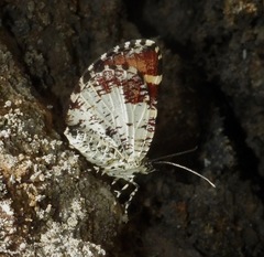 Heterusia