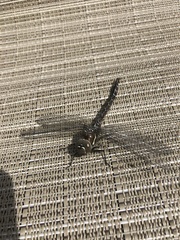 Rhionaeschna californica