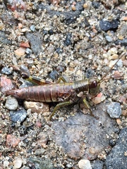 Booneacris glacialis