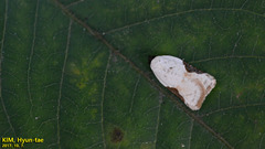 Acleris takeuchii