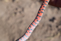 Erythrolamprus almadensis