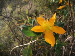 Mentzelia arborescens