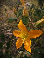 Mentzelia arborescens
