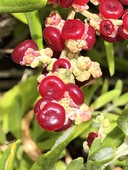 Chenopodium baccatum
