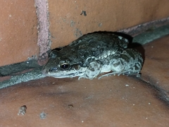 Leptodactylus bufonius