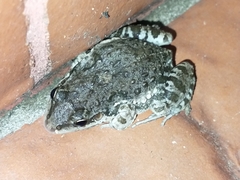 Leptodactylus bufonius