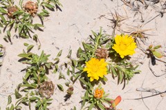 Grindelia ragonesei