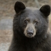 American Black Bear - Photo (c) Frixo Lab, some rights reserved (CC BY-NC), uploaded by Frixo Lab