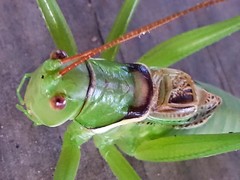 Neobarrettia sinaloae