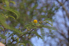 Vachellia rorudiana