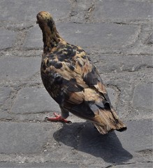 Columba livia domestica