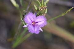 Thysanotus racemoides