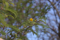 Vachellia rorudiana