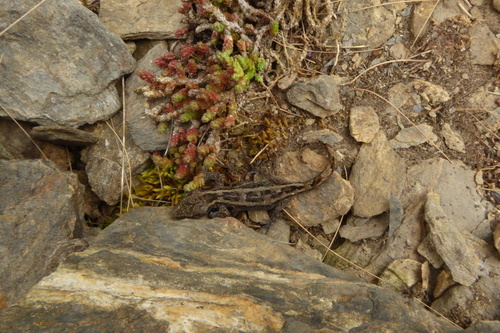 Woodworthia central