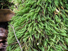 Pyrrhobryum paramattense