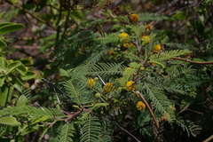 Vachellia rorudiana