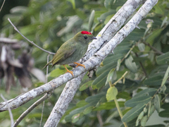 Chiroxiphia lanceolata