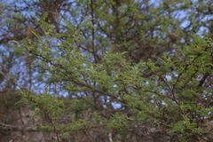 Vachellia rorudiana