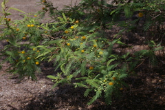 Vachellia rorudiana