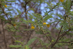 Vachellia rorudiana