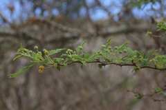 Vachellia rorudiana