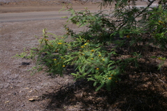 Vachellia rorudiana
