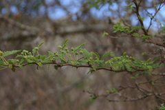 Vachellia rorudiana