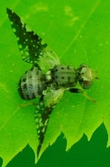 Jamesomyia geminata