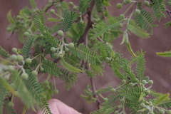 Vachellia rorudiana