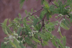 Vachellia rorudiana