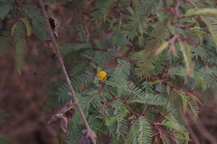 Vachellia rorudiana