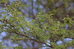 Vachellia rorudiana