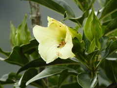 Symbolanthus pterocalyx