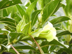 Symbolanthus pterocalyx