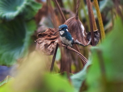 Alcedo coerulescens