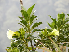 Symbolanthus pterocalyx