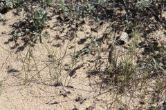 Poa douglasii