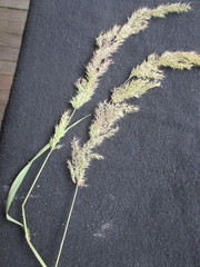 Polypogon elongatus